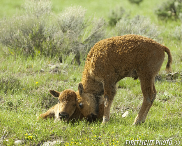 Wildlife;Bison;Bison Bison;calf;grass;yellowstone np;wyoming