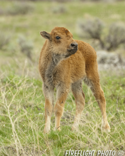 Wildlife;Bison;Bison Bison;calf;grass;yellowstone np;wyoming