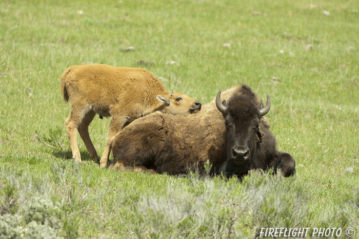 Wildlife;Bison;Bison Bison;calf;grass;yellowstone np;wyoming