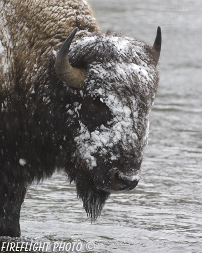 Wildlife;Bison;Bison Bison;snow;river;yellowstone np;wyoming
