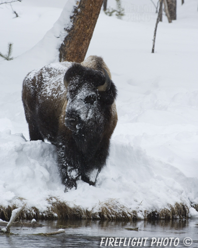 Wildlife;Bison;Bison Bison;snow;yellowstone np;wyoming