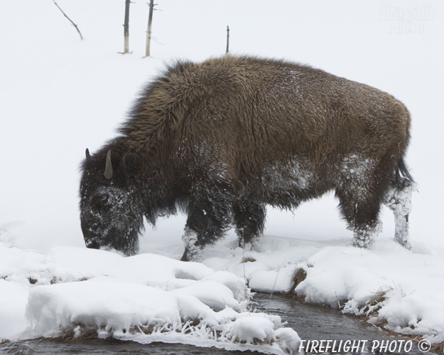 Wildlife;Bison;Bison Bison;snow;yellowstone np;wyoming