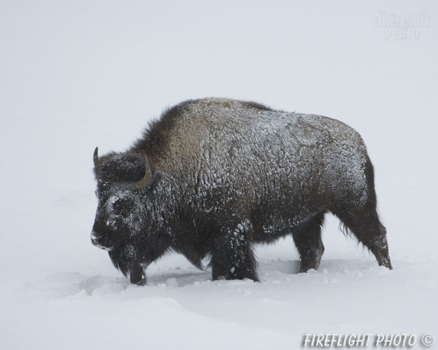 Wildlife;Bison;Bison Bison;snow;yellowstone np;wyoming
