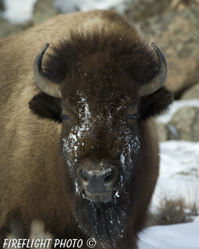Wildlife;Bison;Bison Bison;snow;head shot;yellowstone np;wyoming