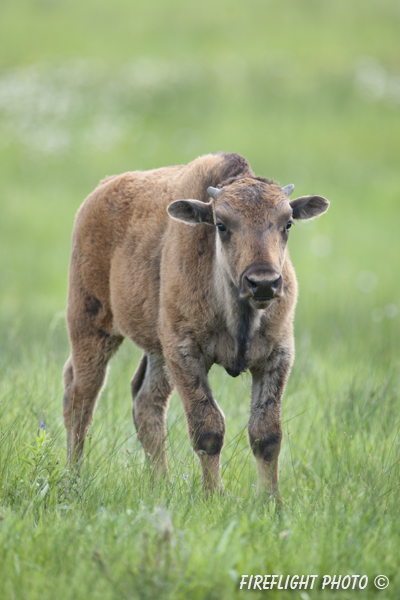 Wildlife;Bison;Bison bison;Calf;Lamar Valley;yellowstone np;wyoming;D3X