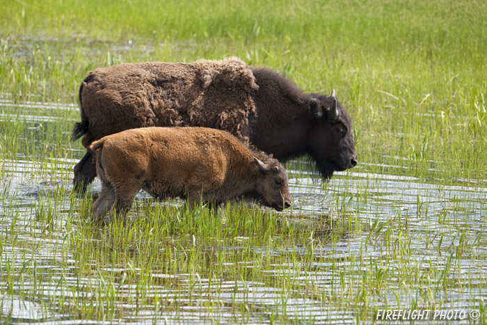 Wildlife;Bison;Bison bison;Calf;calves;Lamar Valley;yellowstone np;wyoming;D3X