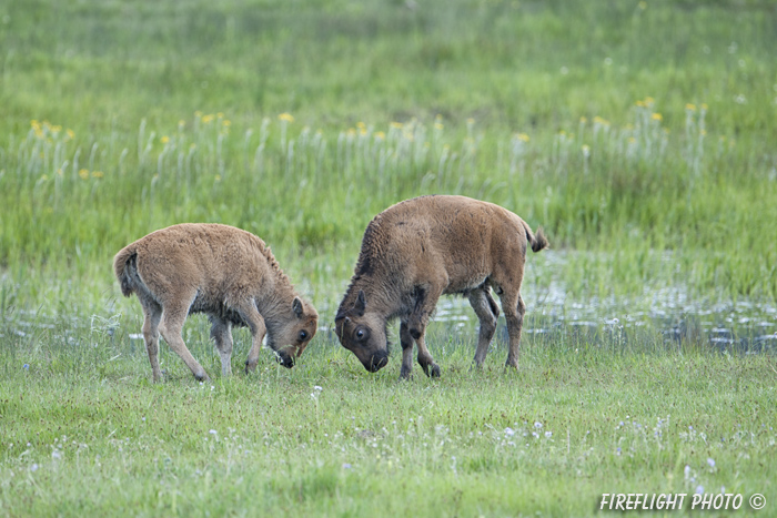Wildlife;Bison;Bison bison;Calf;calves;Lamar Valley;yellowstone np;wyoming;D3X