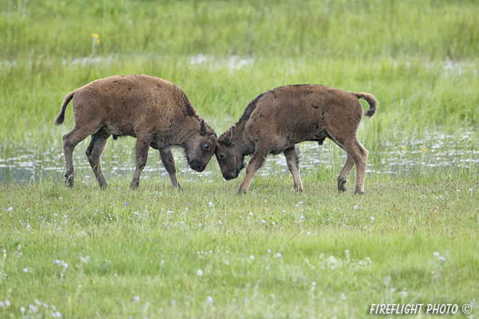 Wildlife;Bison;Bison bison;Calf;calves;Lamar Valley;yellowstone np;wyoming;D3X