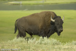 Wildlife;Bison;Bison-Bison;grass;yellowstone-np;wyoming