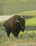 Wildlife;Bison;Bison-Bison;grass;yellowstone-np;wyoming