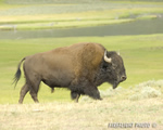 Wildlife;Bison;Bison-Bison;grass;yellowstone-np;wyoming