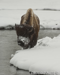 Wildlife;Bison;Bison-Bison;snow;river;yellowstone-np;wyoming