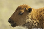 Wildlife;Bison;Bison-Bison;calf;head-shot;grass;yellowstone-np;wyoming