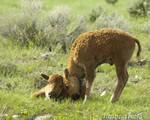 Wildlife;Bison;Bison-Bison;calf;grass;yellowstone-np;wyoming