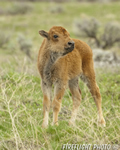 Wildlife;Bison;Bison-Bison;calf;grass;yellowstone-np;wyoming