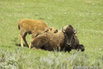 Wildlife;Bison;Bison-Bison;calf;grass;yellowstone-np;wyoming