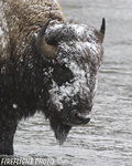 Wildlife;Bison;Bison-Bison;snow;river;yellowstone-np;wyoming