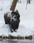 Wildlife;Bison;Bison-Bison;snow;yellowstone-np;wyoming