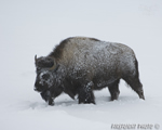 Wildlife;Bison;Bison-Bison;snow;yellowstone-np;wyoming