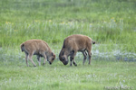 Wildlife;Bison;Bison-bison;Calf;calves;Lamar-Valley;yellowstone-np;wyoming;D3X