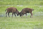 Wildlife;Bison;Bison-bison;Calf;calves;Lamar-Valley;yellowstone-np;wyoming;D3X