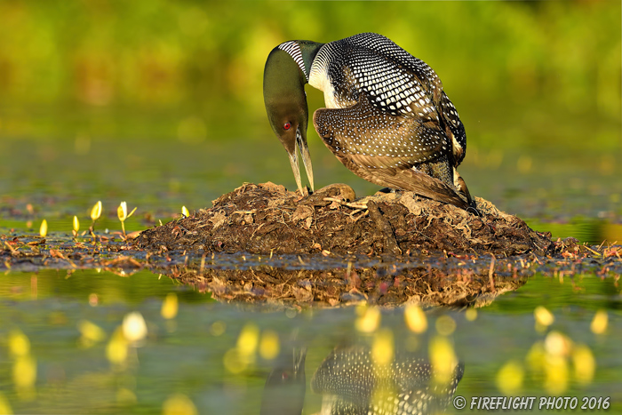 Wildlife;Common loon;loon;Gavia immers;nest;eggs;Sugar Hill;NH;Sunset;D5