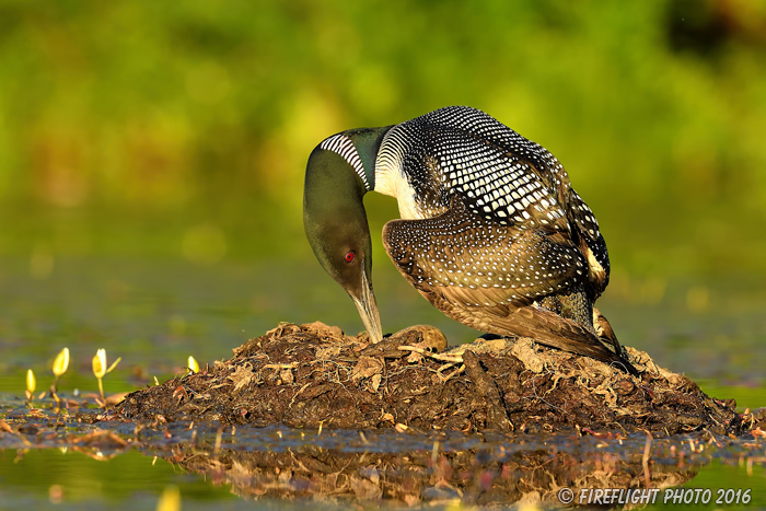 Wildlife;Common loon;loon;Gavia immers;nest;eggs;Sugar Hill;NH;Sunset;D5