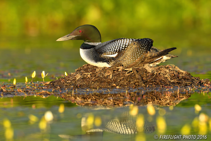 Wildlife;Common loon;loon;Gavia immers;nest;eggs;Sugar Hill;NH;Sitting;Sunset;D5