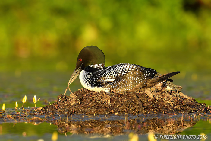 Wildlife;Common loon;loon;Gavia immers;nest;eggs;Sugar Hill;NH;Sitting;Sunset;D5