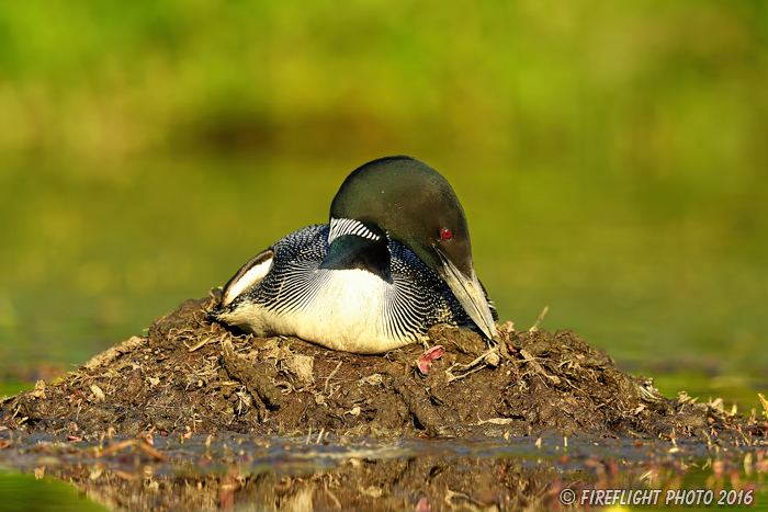 Wildlife;Common loon;loon;Gavia immers;nest;eggs;Sugar Hill;NH;Sitting;Sunset;D5