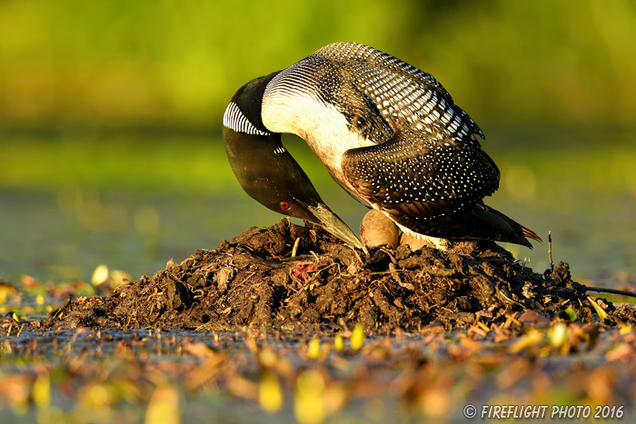 Wildlife;Common loon;loon;Gavia immers;nest;eggs;Sugar Hill;NH;Sunset;D5