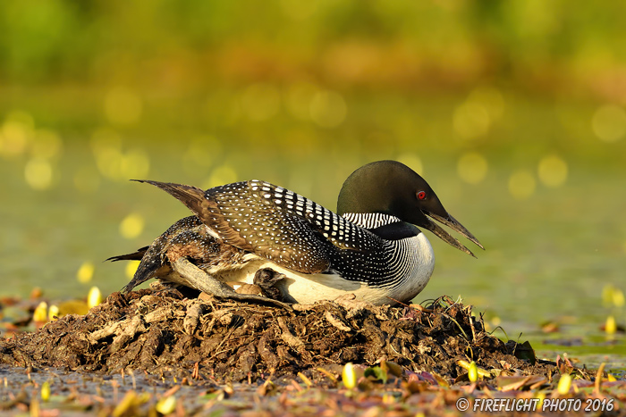 Common loon;loon;Gavia immers;Northern NH;NH;chick;baby;egg;Nest;D5