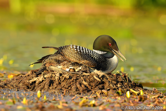 Common loon;loon;Gavia immers;Northern NH;NH;chick;baby;egg;Nest;D5