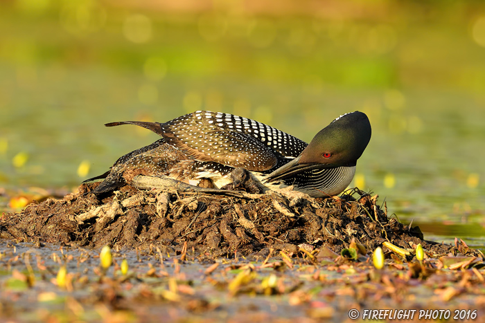 Common loon;loon;Gavia immers;Northern NH;NH;chick;baby;egg;Nest;kiss;last light;D5