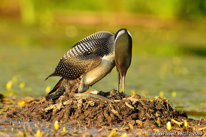 Wildlife;Common loon;loon;Gavia immers;nest;eggs;baby;born;Sugar Hill;NH;Sunset;D5