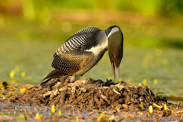 Wildlife;Common loon;loon;Gavia immers;nest;eggs;baby;born;Sugar Hill;NH;Sunset;D5