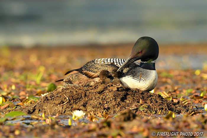 Common loon;loon;Gavia immers;Northern NH;NH;chick;baby;babies;kiss;kissing;Nest;D5