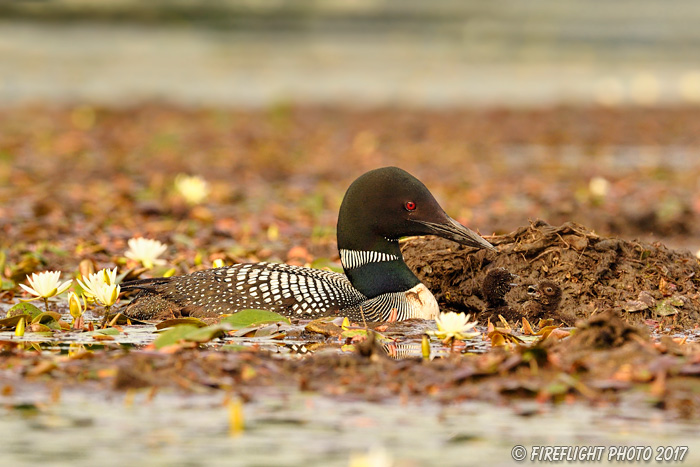 Wildlife;Common loon;loon;Gavia immers;nest;baby;babies;Sugar Hill;NH;D5