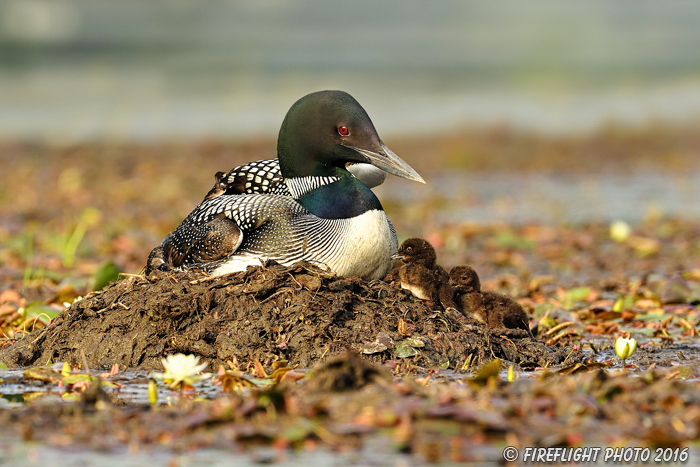 Wildlife;Common loon;loon;Gavia immers;nest;baby;babies;chick;Sugar Hill;NH;Sitting;D5