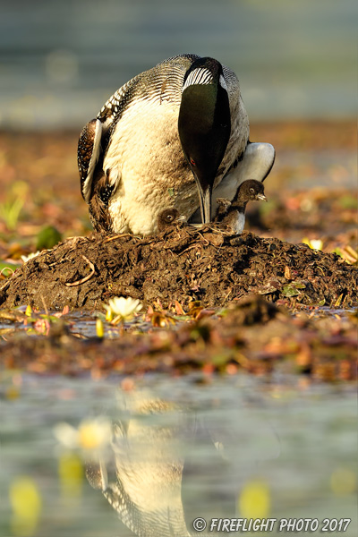 Wildlife;Common loon;loon;Gavia immers;nest;baby;babies;chick;Sugar Hill;NH;Standing;D5