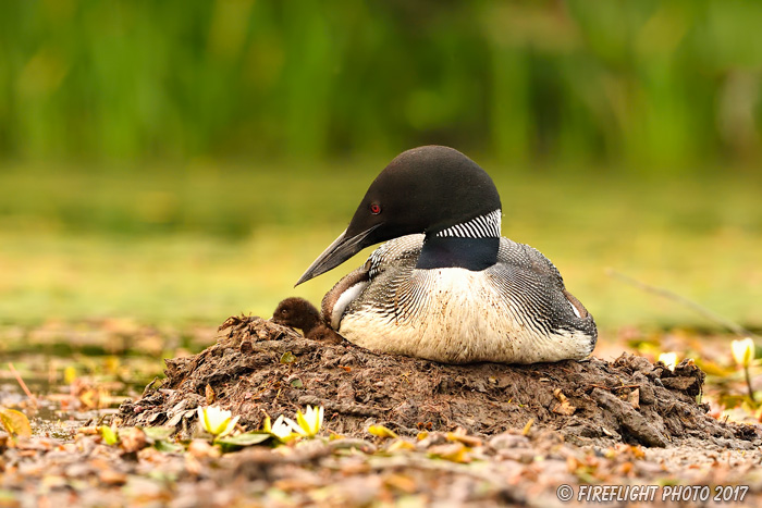 Wildlife;Common loon;loon;Gavia immers;nest;baby;babies;chick;Sugar Hill;NH;Sitting;D5