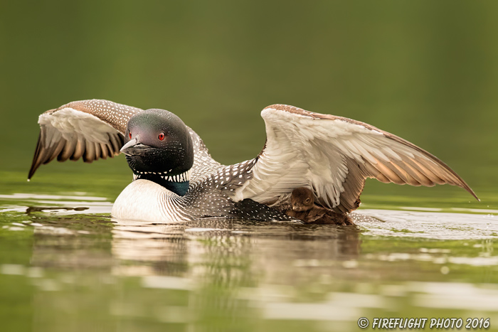 Common loon;loon;Gavia immers;baby;wing stretch;Northern NH;NH;Loon Dance;D4