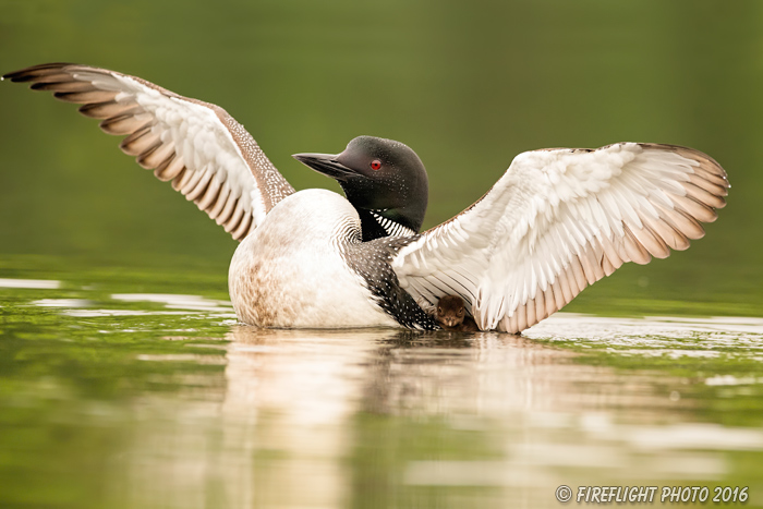 Common loon;loon;Gavia immers;baby;wing stretch;Northern NH;NH;Loon Dance;D4