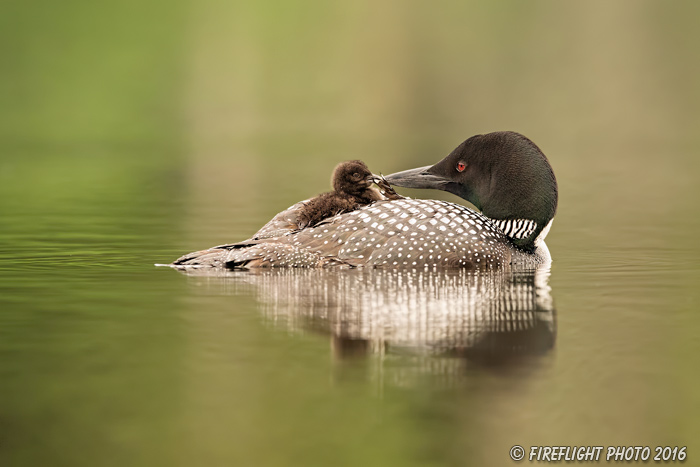 Common loon;loon;Gavia immers;Northern NH;NH;chick;baby;kiss;love;D5