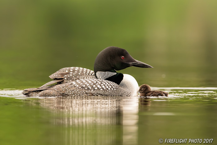 Wildlife;Common loon;loon;Gavia immers;pond;chick;baby;Sugar Hill;NH;Sunset;D5