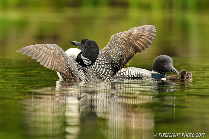 Common loon;loon;Gavia immers;Northern NH;NH;chick;baby;babies;family;kiss;D5