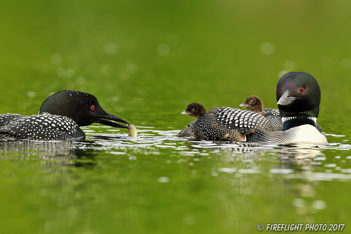 Wildlife;Common loon;loon;Gavia immers;pond;chicks;babies;Sugar Hill;NH;Sunset;D5