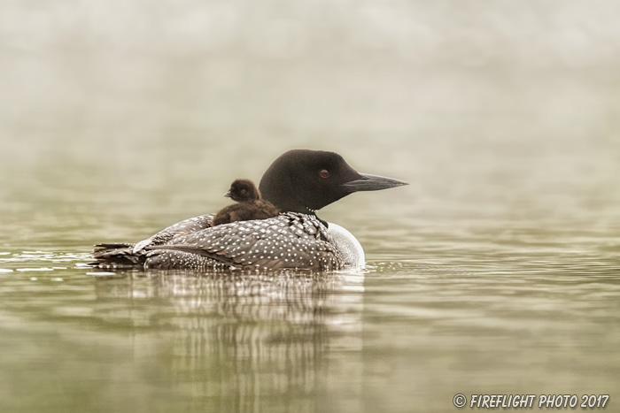 Common loon;loon;Gavia immers;Northern NH;NH;chick;baby;fog;back;D5