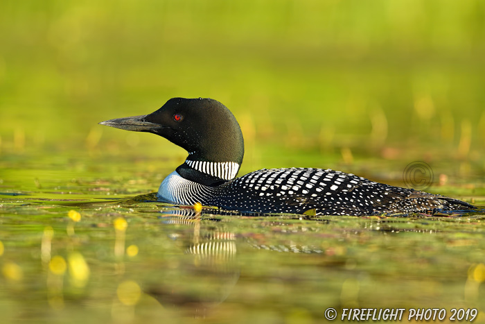 Common loon;loon;Gavia immers;Northern NH;NH;water;green;sunset;lily;D5