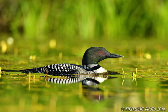 Common loon;loon;Gavia immers;Northern NH;NH;water;green;sunset;lily;D5